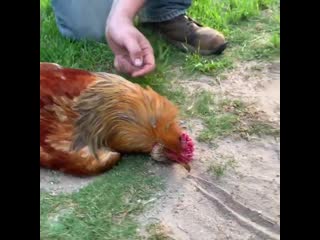 how to hypnotize a chicken with a line in the sand