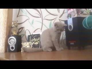 cat and subwoofer (6 sec)