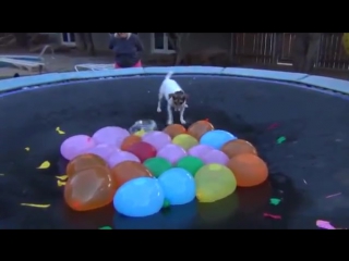 spaz attacks water balloons