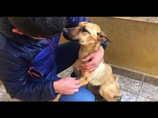 terribly malnourished dog rescued from death in spain