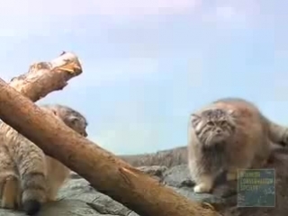 pallas cats